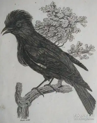 1808年动物学英国摩西格里菲斯铜版画图谱克里姆森鹞鸽