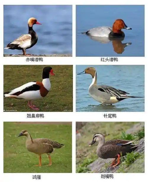 保定市自然资源和规划局公布禁食野生动物分类管理范围及种类