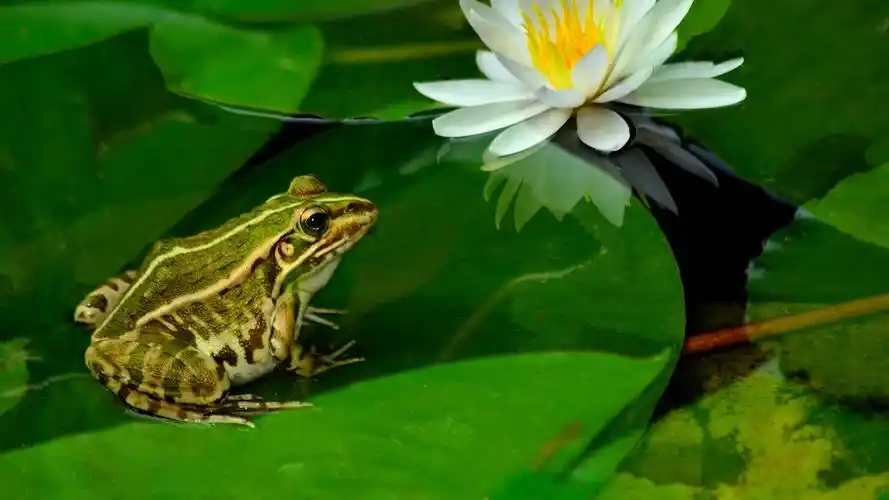 池塘里的青蛙荷叶清新摄影高清桌面壁纸图片大全