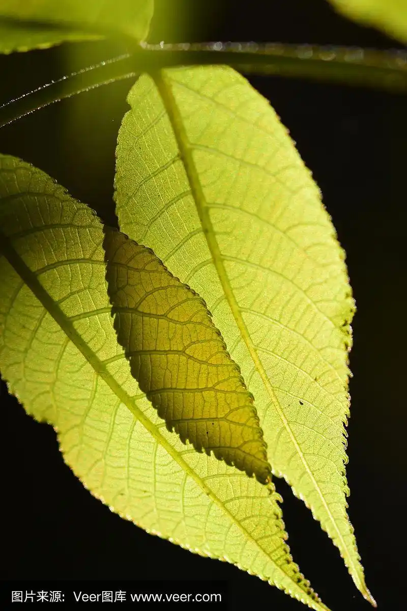 重叠的锯齿状边缘,有纹理和阴影的绿色叶子背光