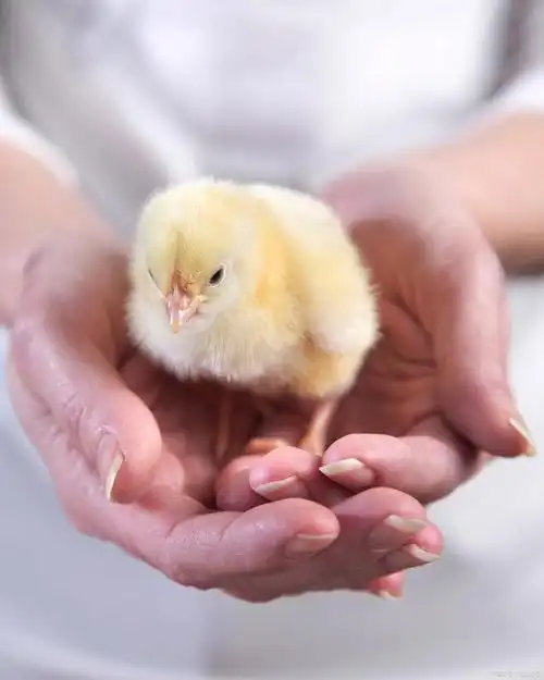 街上买的宠物小鸡怎么养