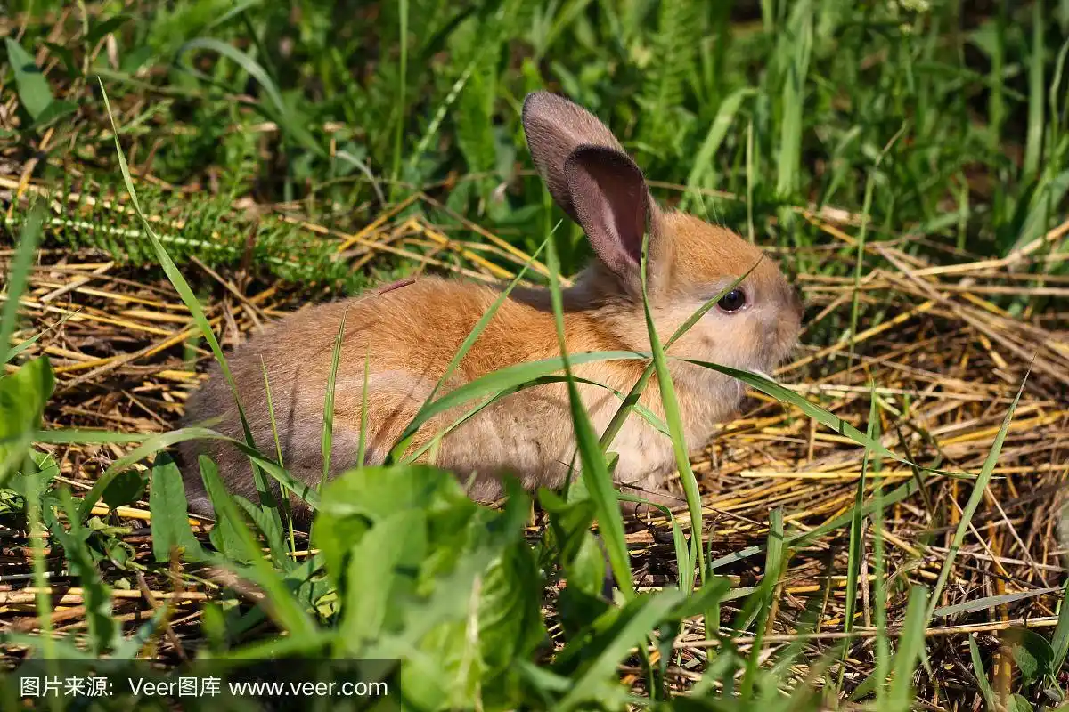 农场里的红毛兔子.红毛野兔在大自然的草地上