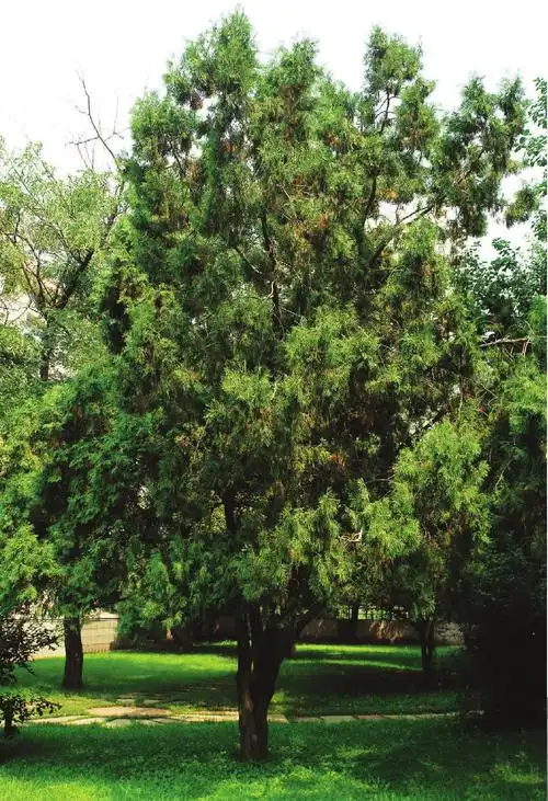 侧柏-北方园林观赏树木-图片