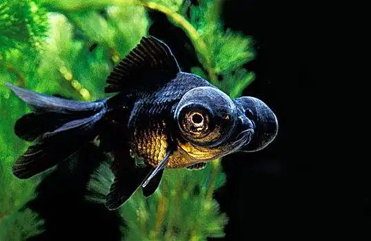 龙,眼,金鱼,黑色,成年