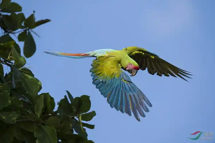 大绿金刚鹦鹉