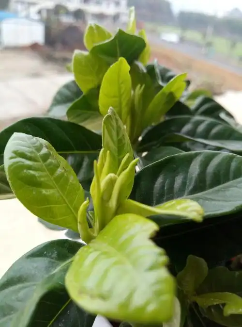 栀子花养了有蛮久了,不知道今年会不会开花,这是栀子花的花苞吗?