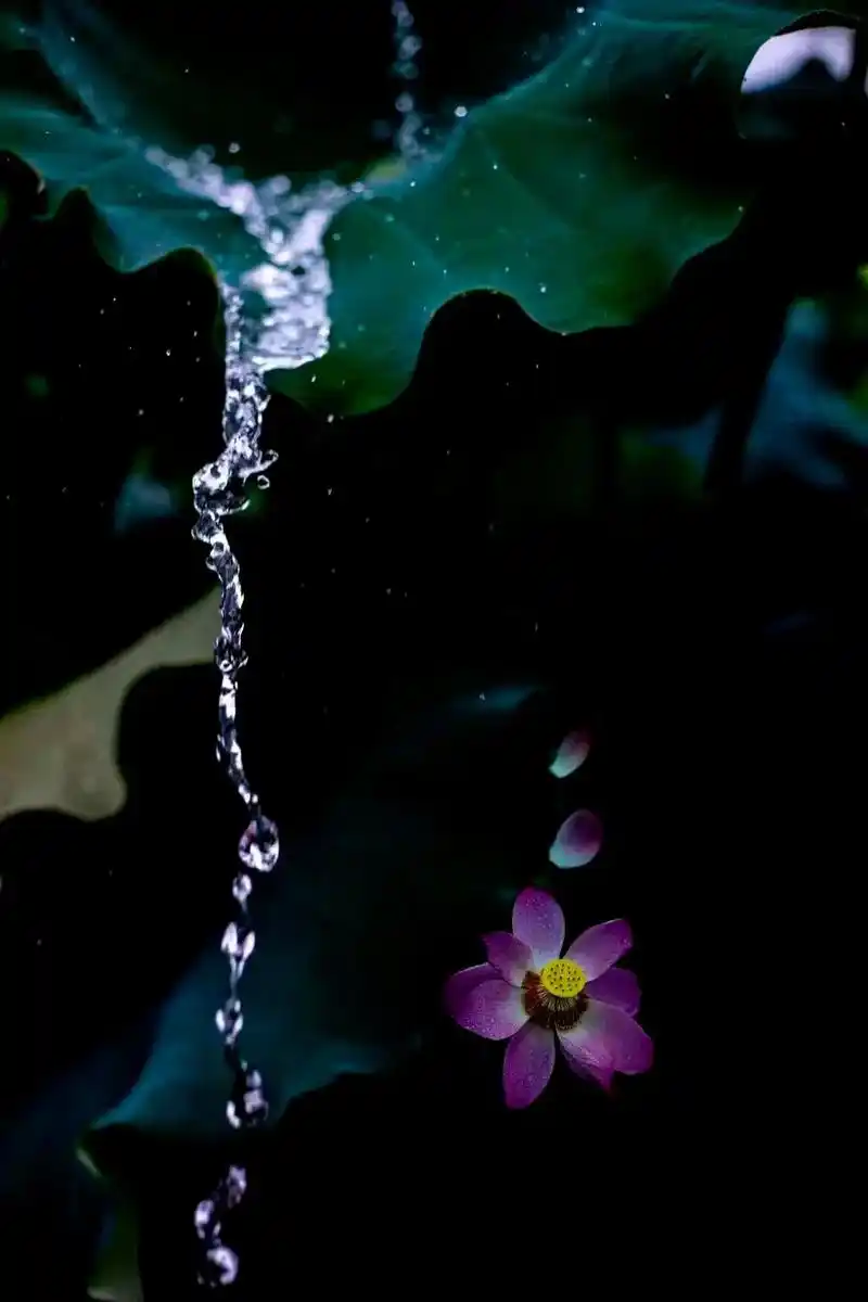 出淤泥而不染 禅意荷花和实盛开