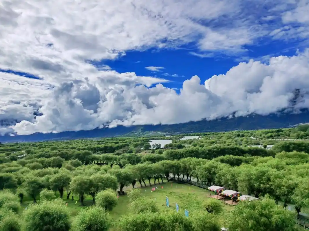 鲁朗林海.#创作灵感  观景台20元,鲁朗牧场80元 营业时 - 抖音