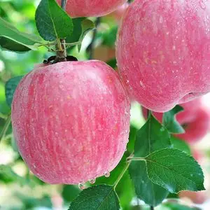 【价苹果图片】价苹果图片大全_好便宜网