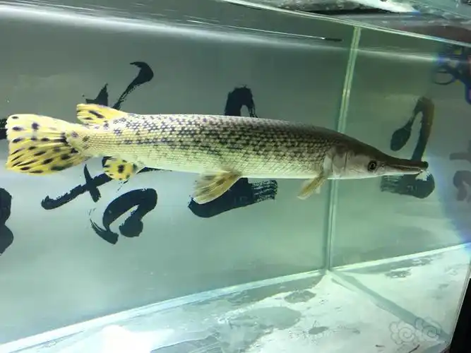 各位大神帮帮我福鳄