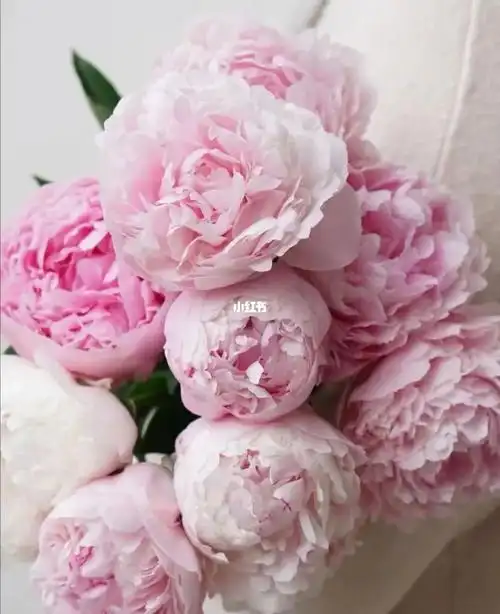 四月芍药季芍药花语情有独钟