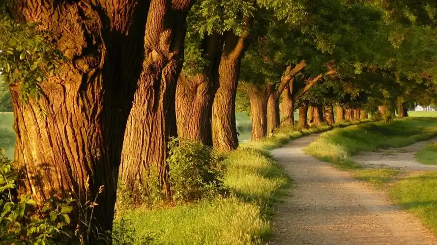 唯美林间小路超清电脑桌面图片,分辨率为1920x1080