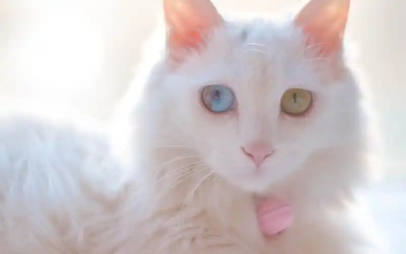 可爱白色小猫咪图片高清电脑壁纸