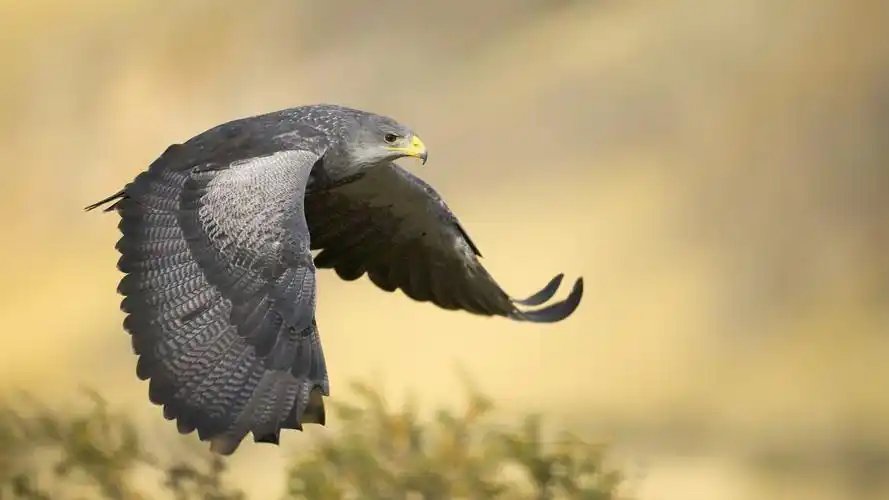 展翅飞翔的老鹰1280x1024分辨率查看