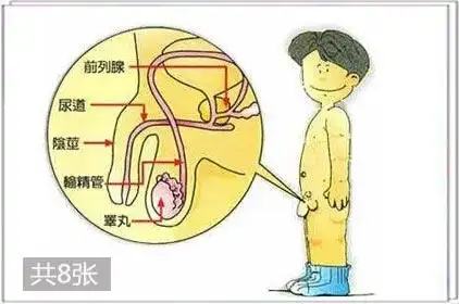 肝的作用与功能提示男性性功能不好的现象有哪些