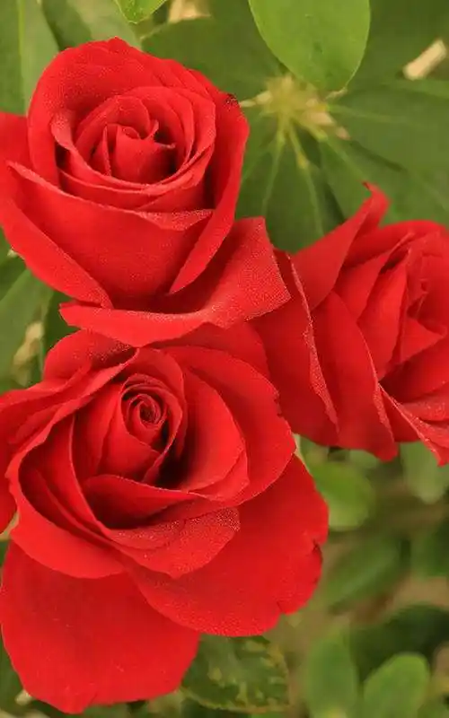 2,新疆玫瑰,山东平阴玫瑰为主朝鲜日本及欧美均有栽培鲜花可以蒸制