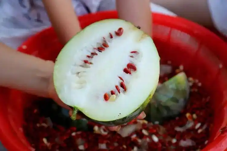 现在市面上的瓜大多都是无籽瓜,就算偶尔能吃到两