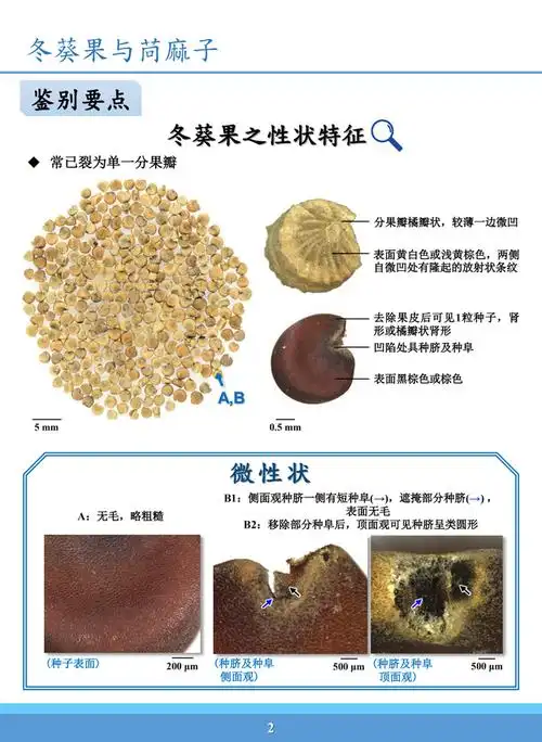 冬葵果为锦葵科植物冬葵malva verticillata l.的干燥成熟果实.