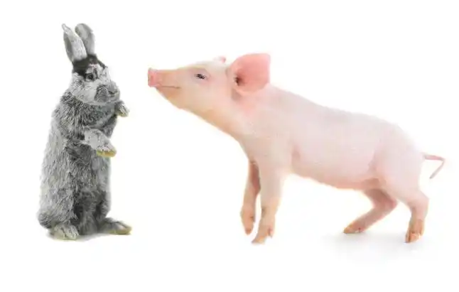 属兔属猪适合做夫妻吗属猪和兔合财吗