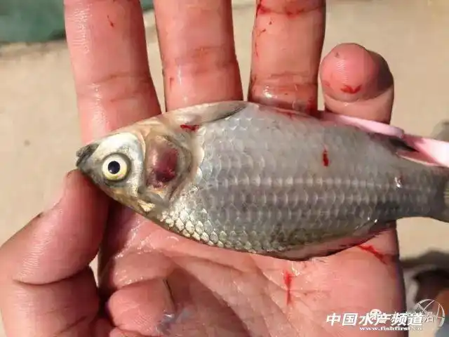 鲫鱼鳃出血病的变化发展和并发症总结