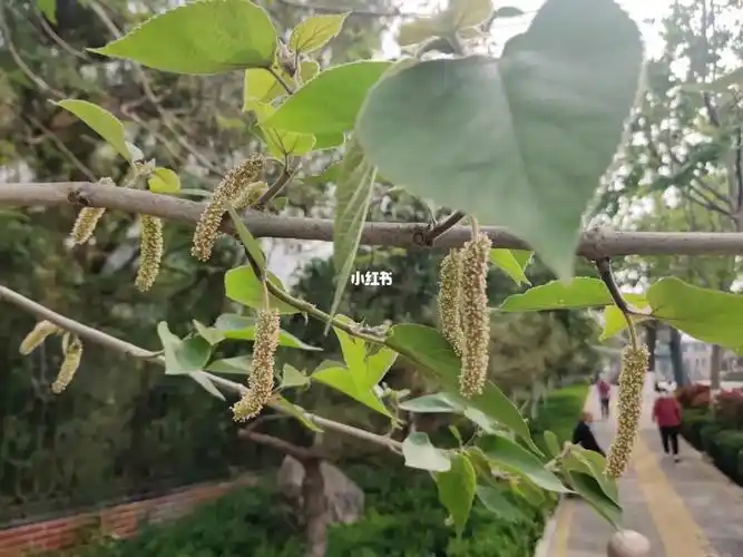 构树的雄花和雌花