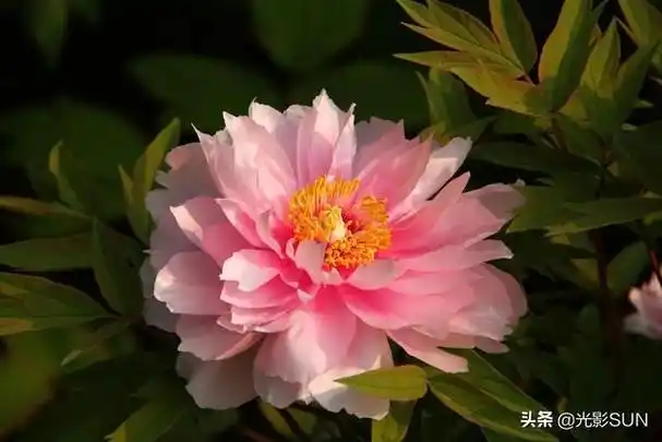 牡丹花的寓意和象征,牡丹花的寓意和象征风水(牡丹花的花语)