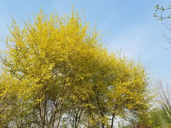 中华金叶榆 - 美篇