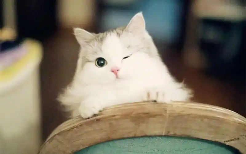 可爱 猫咪 萌宠