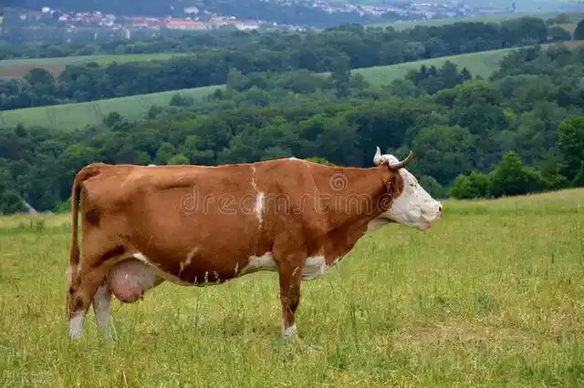 牛价丨10月22日 全国牛肉价格,活牛价格参考更新了