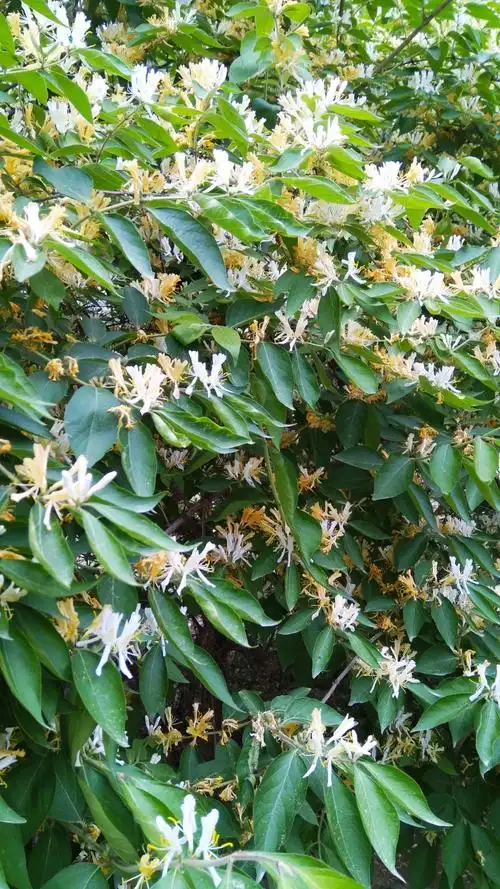 立夏,莲花池的金银木开花了