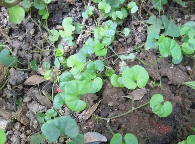 肾结石不痛比痛更危险?