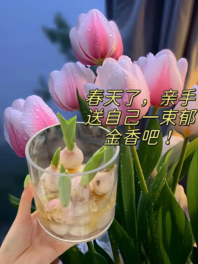 送自己一束郁金香吧.浪漫的不止玫瑰,还有自己种的郁金香,郁金 - 抖音