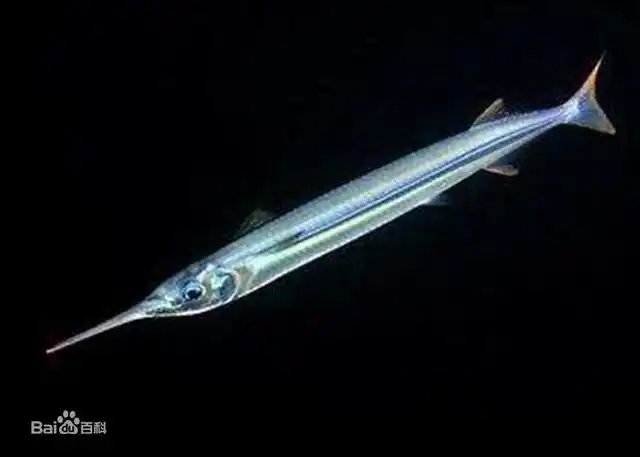 尖嘴圆尾颌针鱼为暖水性中上层鱼类.体长一般680～1040毫米.性凶猛,常