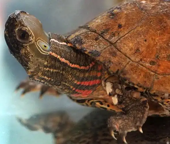 p>四眼斑水龟(学名: i>sacalia quadriocellata /i>)是龟科,眼斑水龟