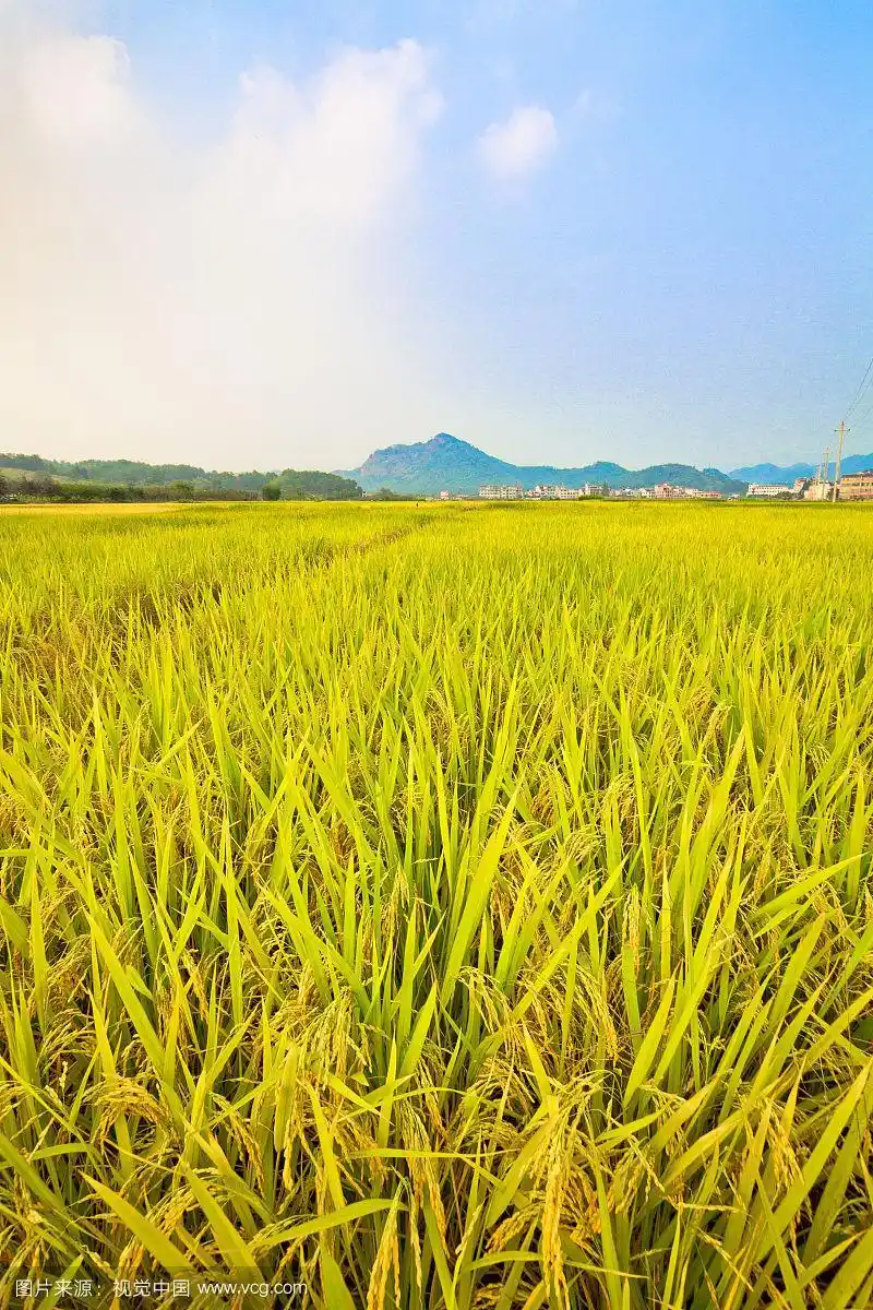 金色的稻田