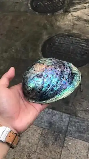 0199♂15自己打磨得黑金鲍壳…… - 抖音