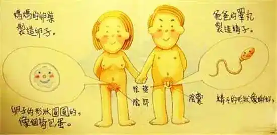 (2)第一性征,第二性征器官功能发育及保健.