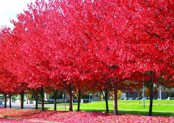 红叶秋海棠怎么养需要注意什么「记得收藏」 -骁龙网