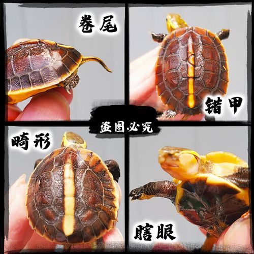 龟幼龟安缘龟苗闭壳观赏宠物乌龟活体小青龟黄喉水龟苗 微瑕台缘龟