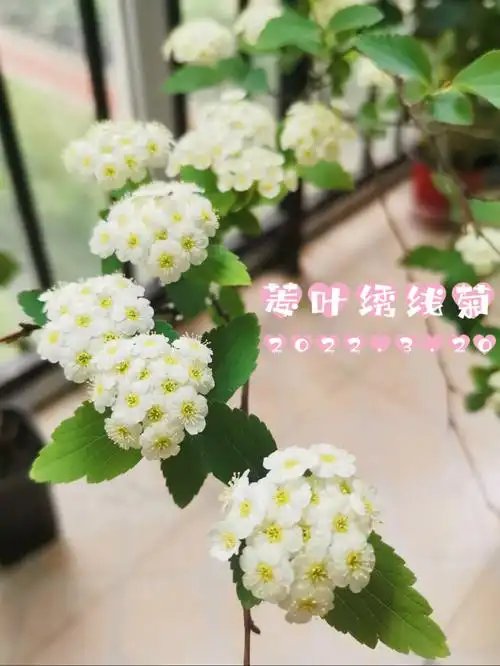 菱叶绣线菊 070799070707,养两年了.
