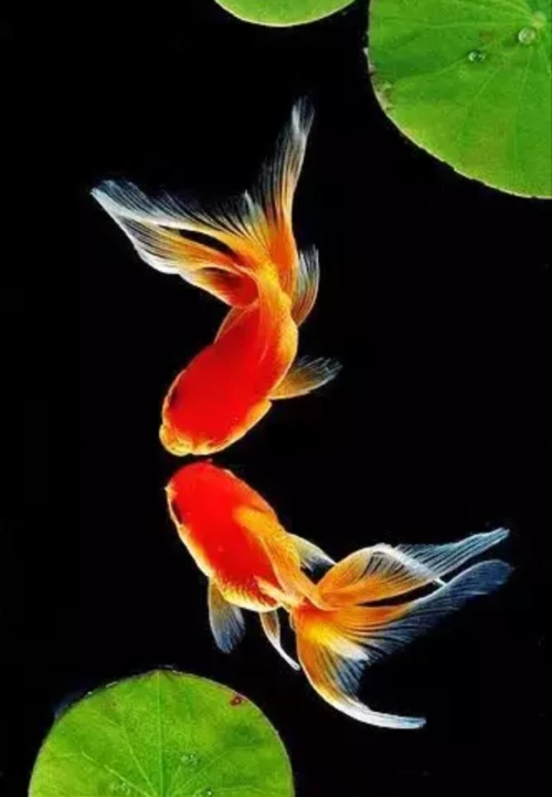 漂亮的金鱼