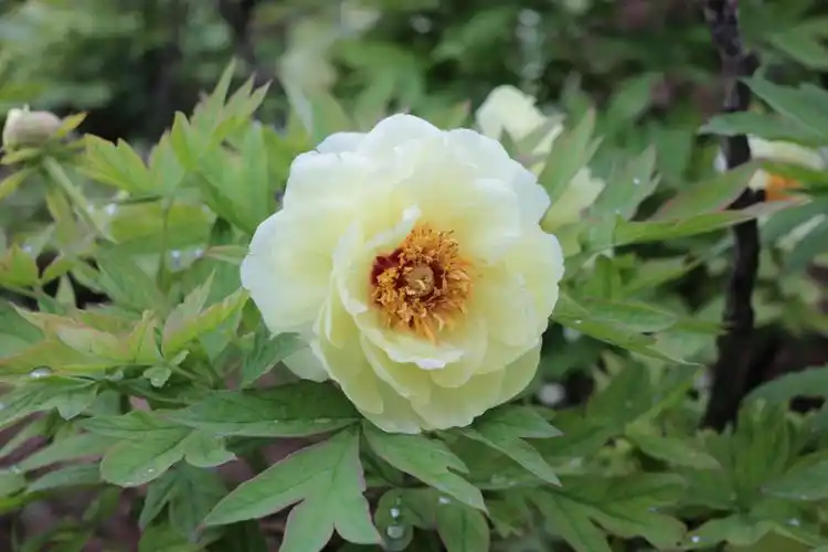 洛阳牡丹甲天下