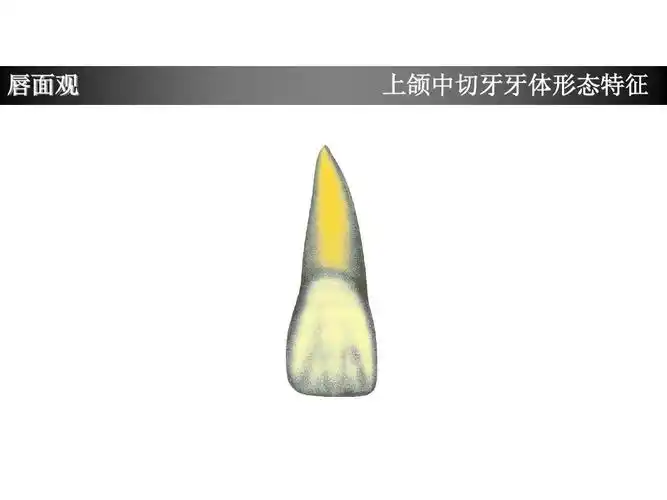 上颌中切牙形态特征简述ppt