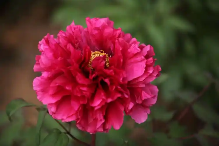 【转载】《原创摄影》牡丹花系——红牡丹