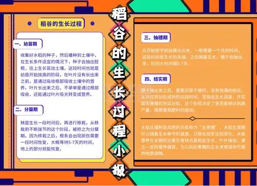 稻谷的生长过程手抄报黄色简约大气