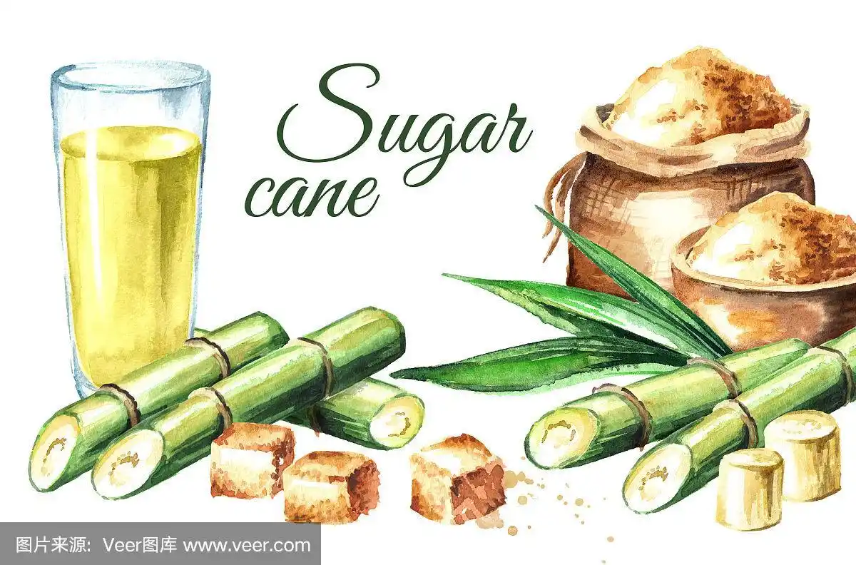 甘蔗的名片.水彩手绘插图孤立的白色背景