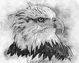 白头海雕,秃头鹰,捕食鸟