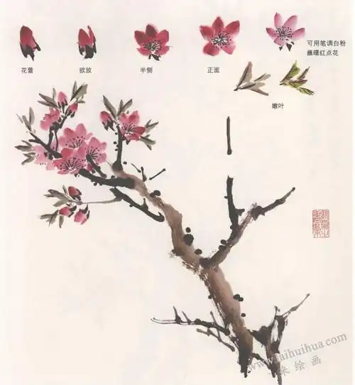 国画桃花的画法