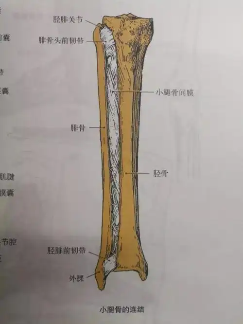 胫骨的结构特点及其应力特点.