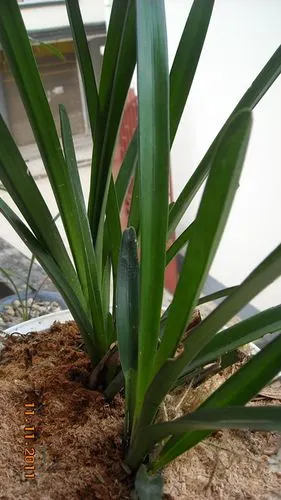 所有分类 下山宝剑兰 宝剑兰:其叶碧绿,从叶头至叶尾宽度始终一般大小